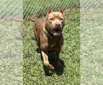 Small #3 American Pit Bull Terrier Mix