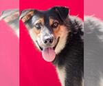Small #2 German Shepherd Dog Mix