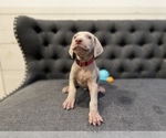 Small Photo #6 Weimaraner Puppy For Sale in MIDDLETOWN, OH, USA