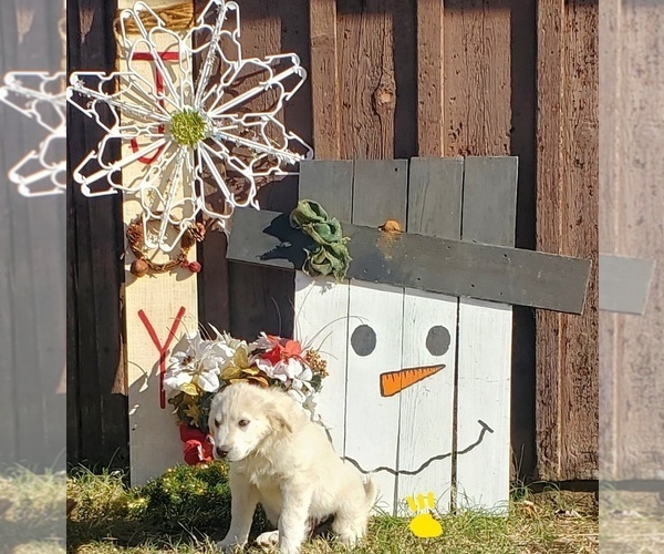 Medium Photo #13 Great Pyrenees Puppy For Sale in AGRA, OK, USA