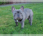 Small Photo #11 French Bulldog Puppy For Sale in MARYSVILLE, WA, USA