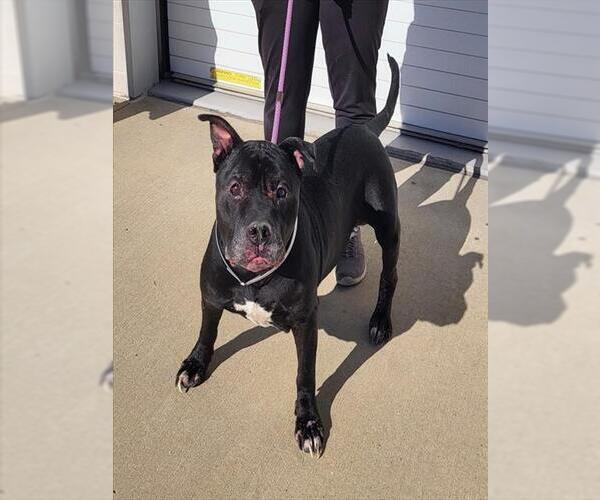 Medium Photo #1 American Pit Bull Terrier Puppy For Sale in Louisville, KY, USA