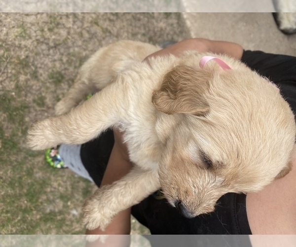 Medium Photo #3 Goldendoodle Puppy For Sale in KILLEEN, TX, USA