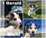 Small Photo #4 Alaskan Husky Puppy For Sale in LAKEFIELD, MN, USA