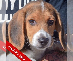 Beagle Dogs for adoption in Huntley, IL, USA