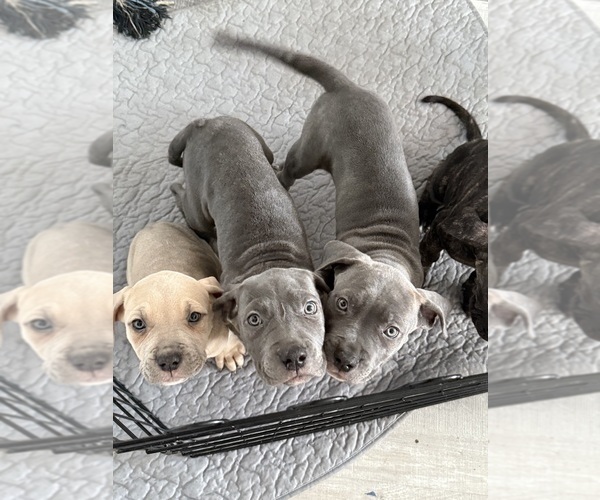 Medium Photo #3 Cane Corso Puppy For Sale in COMPTON, CA, USA