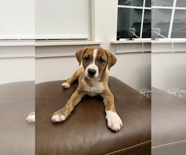 Medium Photo #2 Boxador Puppy For Sale in MIDWAY, UT, USA