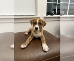 Small #1 Boxador