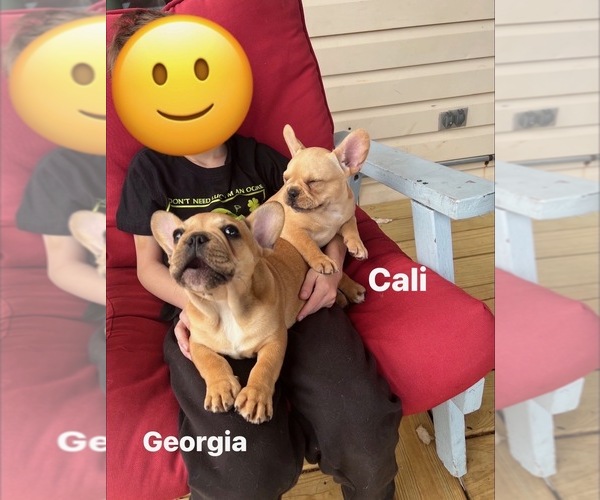 Medium Photo #22 French Bulldog Puppy For Sale in CEDAR RAPIDS, IA, USA