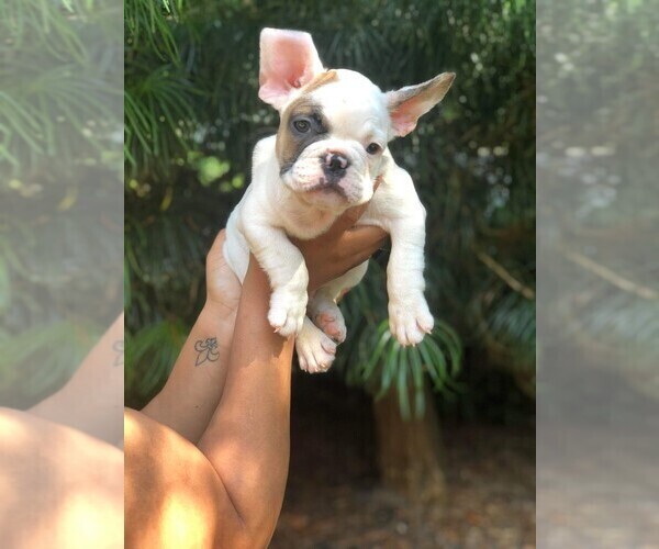 Medium Photo #6 French Bulldog Puppy For Sale in READING, PA, USA