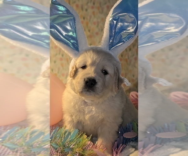 Medium Photo #2 Golden Retriever Puppy For Sale in MODESTO, CA, USA