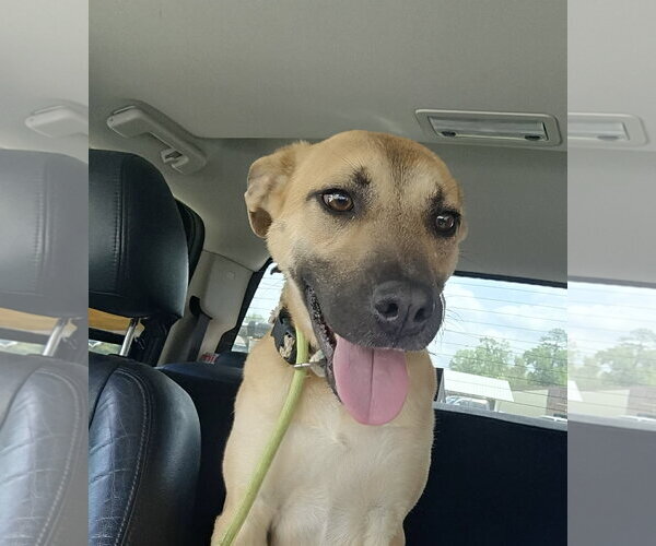 Medium Photo #5 Black Mouth Cur-Unknown Mix Puppy For Sale in Ridgefield, CT, USA