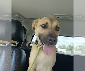 Ava - Female Black Mouth Cur-Unknown Mix Dog for Adoption - Photo #5