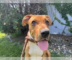 Small Boxer Mix