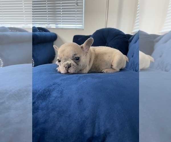 Medium Photo #33 French Bulldog Puppy For Sale in EMPIRE STATE, NY, USA