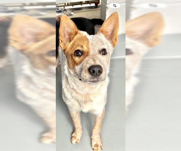 Medium Photo #2 Texas Heeler-Unknown Mix Puppy For Sale in Visalia, CA, USA