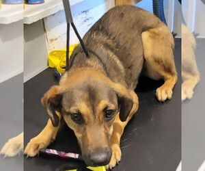Mutt Dogs for adoption in Carrollton, TX, USA