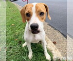 Small Photo #6 Labrador Retriever-Treeing Walker Coonhound Mix Puppy For Sale in Washington, DC, USA