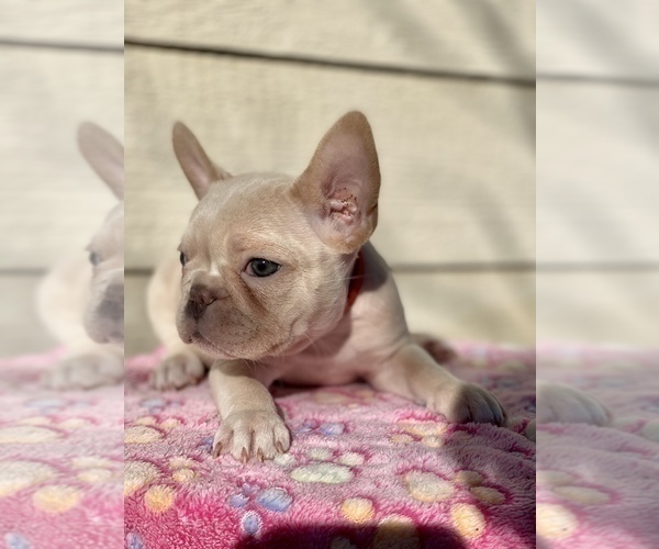 Medium Photo #2 French Bulldog Puppy For Sale in TEMECULA, CA, USA