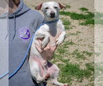 Small #2 Chiweenie