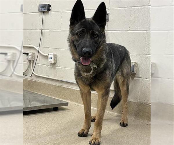 Medium Photo #1 German Shepherd Dog-Unknown Mix Puppy For Sale in Grand Prairie, TX, USA