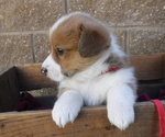 Small Photo #3 Pembroke Welsh Corgi Puppy For Sale in REDDING, CA, USA