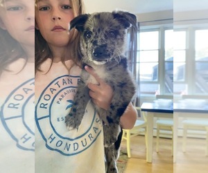 Border Collie-Catahoula Leopard Dog Mix Puppy for Sale in JACKSON, Wyoming USA
