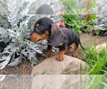 CHIEF - Male Dachshund Puppy for Sale - Photo #2