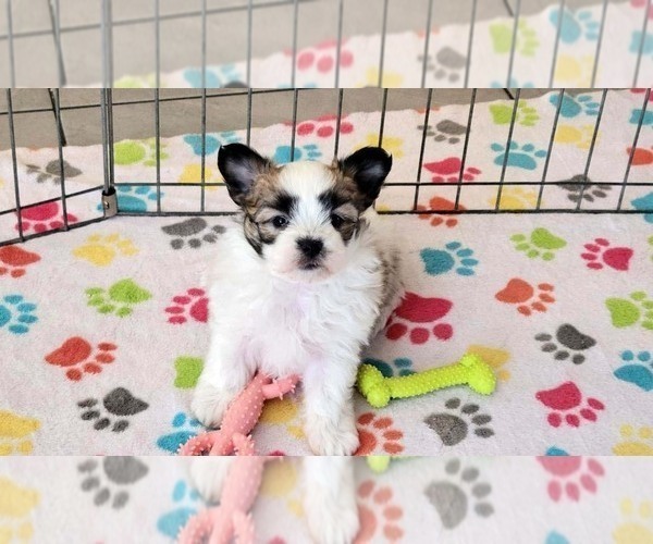 Medium Photo #5 Papitese Puppy For Sale in ORO VALLEY, AZ, USA