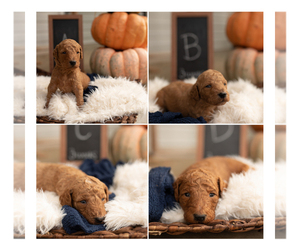 Goldendoodle Puppy for sale in ARNOLD, MO, USA