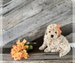 Puppy Ross Bichpoo