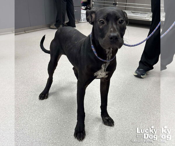 Medium Photo #2 Labrador Retriever-Unknown Mix Puppy For Sale in Washington, DC, USA