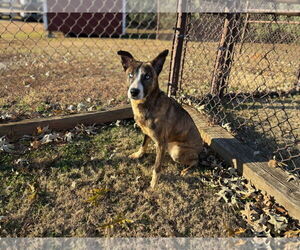 Australian Shepherd-Unknown Mix Dogs for adoption in Grovetown, GA, USA