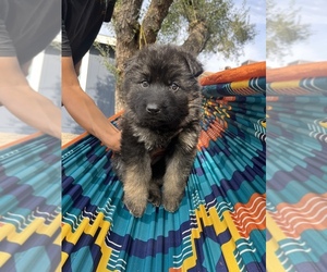 German Shepherd Dog Puppy for sale in PHOENIX, AZ, USA