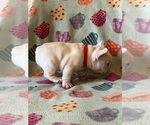 Small Photo #8 French Bulldog Puppy For Sale in TERRE HAUTE, IN, USA