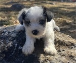 Puppy Puppy 4 Schnauzer (Miniature)