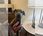 Small Photo #3 Great Dane Puppy For Sale in TALLAHASSEE, FL, USA
