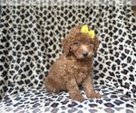Small #7 Goldendoodle (Miniature)