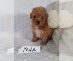 Small Bichpoo