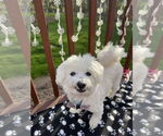 Small #10 Maltese Mix