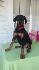 Doberman Pinscher Puppy for sale in LEPANTO, AR, USA
