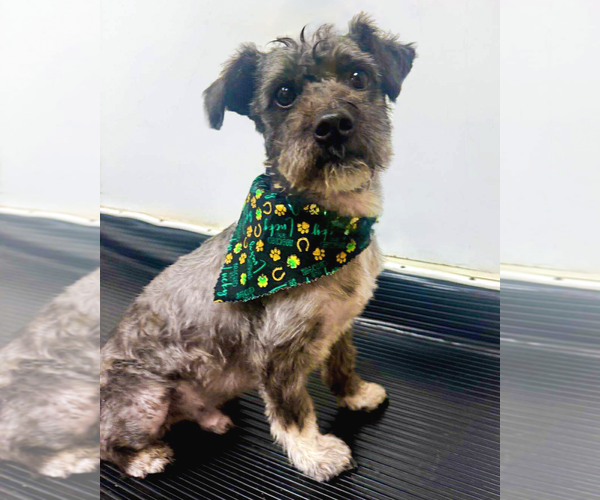 Medium Photo #2 Mutt Puppy For Sale in Corona, CA, USA