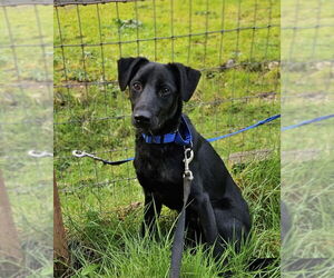 Borador Dogs for adoption in Olalla, WA, USA