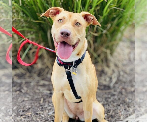 Medium Photo #12 American Pit Bull Terrier-Unknown Mix Puppy For Sale in Fairfax, VA, USA
