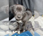 Small #8 Labrador Retriever Mix