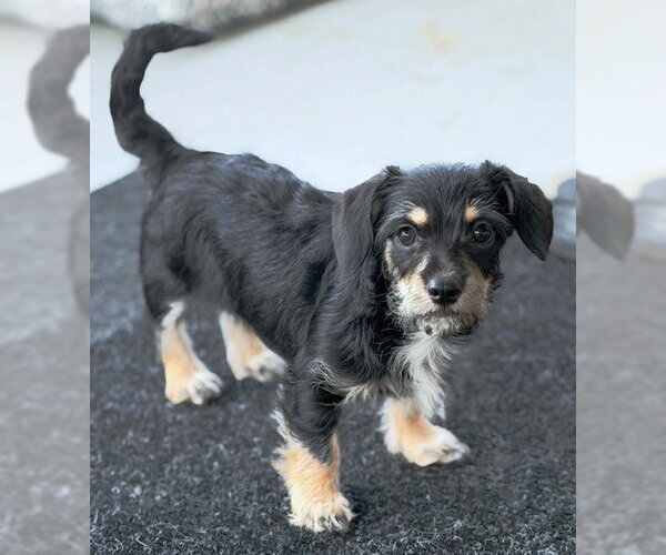 Medium Photo #3 Dachshund-Miniature Schnauzer Mix Puppy For Sale in Chino Hills, CA, USA