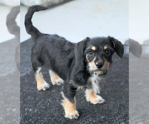 Zara - Female Dachshund-Miniature Schnauzer Mix Dog for Adoption - Photo #3