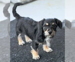 Small #2 Dachshund-Miniature Schnauzer Mix