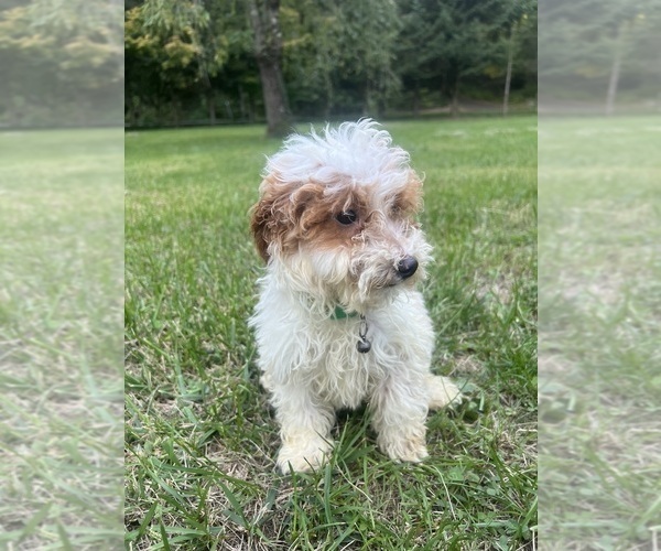 Medium Photo #23 Poodle (Miniature) Puppy For Sale in DURHAM, CT, USA