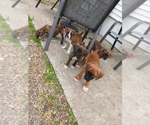 Boxer Puppy for sale in GALESBURG, IL, USA